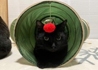 イチゴちゃんの息子「メロン」君。いつもママにキレイにしてもらっています（提供）