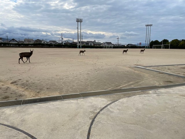 校庭でのんびりくつろぐ鹿たち＝奈良学園お嬢様部さん（@NG_ojyousama）提供
