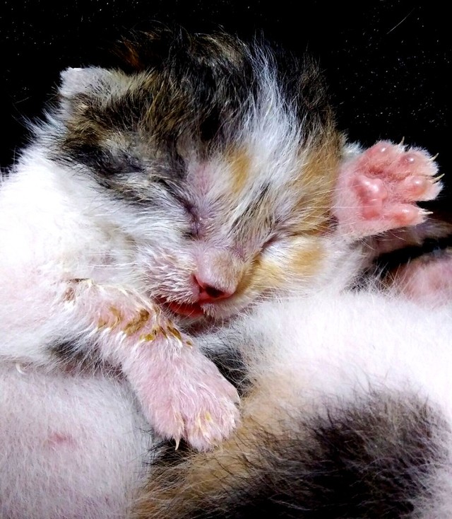 生後間もないころ、小さくはかなげだったステラちゃん（画像提供：junさん）