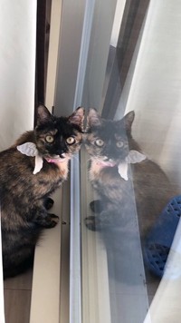 子猫期のサラミちゃん。きゅるんとした瞳に胸キュン…