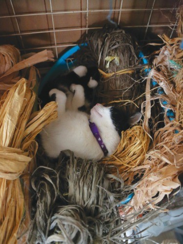 草木染めをした内皮の束を入れたかごは猫たちのお気に入り。この日も最初はパンダが寝ていたが、途中御飯を食べている間にハナが寝てしまった
