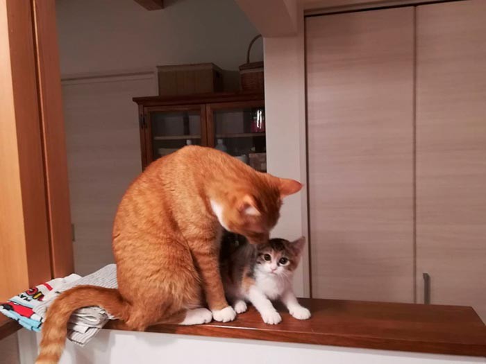 トロは我が子のように可愛がる。（飼い主さん撮影）