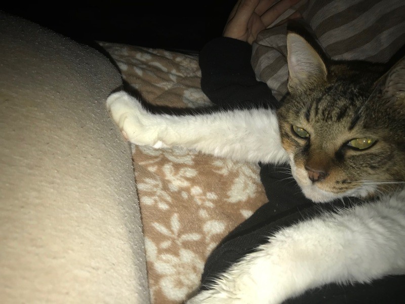 やっぱりバンザイの姿勢で寝ることが好き