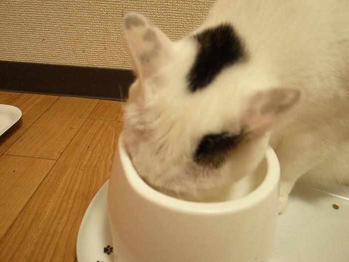 もりもり食べるにゃ