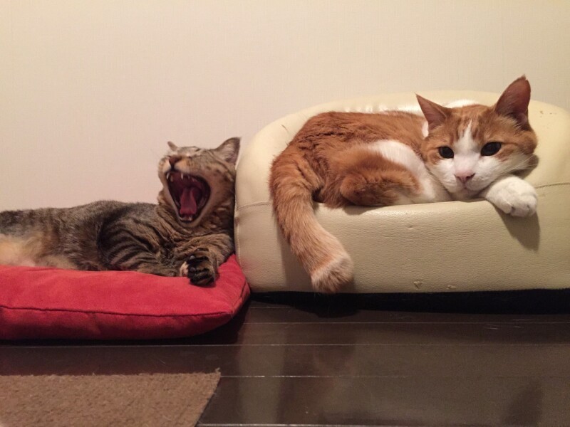 まさに福がやって来たんですね！（明日香さん提供）