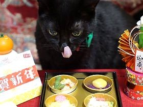 猫用おせち、まず食いついたのは長寿猫　今年も元気で
