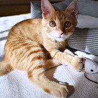 ぬいぐるみで遊べるまでに回復したミックくん（画像提供：ミックという猫さん）