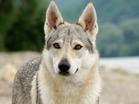 犬小屋の扉が壊れ、ウルフドッグ一時いなくなる　翌日捕獲