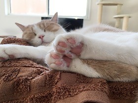 ごはん後のお昼寝姿にメロメロ！ ブリショのツンデレ猫、小虎