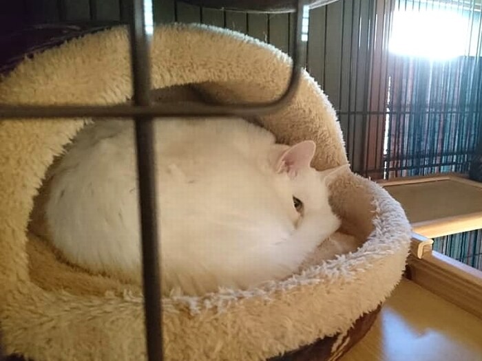 ヒーター入りのベッドで気持ちよく眠る