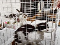 母猫・うめちゃんと、むぎちゃんと姉妹猫がようやく再会（画像提供：あるくきくらげさん）