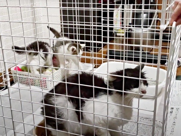 母猫・うめちゃんと、むぎちゃんと姉妹猫がようやく再会（画像提供：あるくきくらげさん）