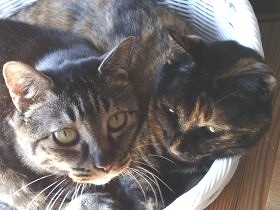 猫と仲良くしたい1歳児　オヤツで接近、さらにおもちゃで…