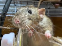 ピンっと張った髭の子もいます／おでんさん（@Odengtgt）提供