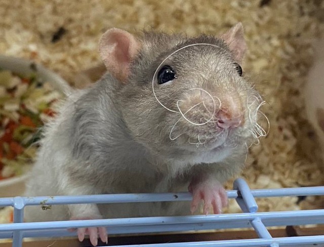 くるくるの髭が印象的な”だり”くん／おでんさん（@Odengtgt）提供