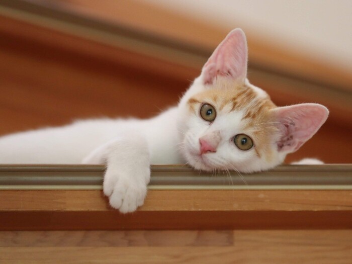 家にきたころの「ニャー」

