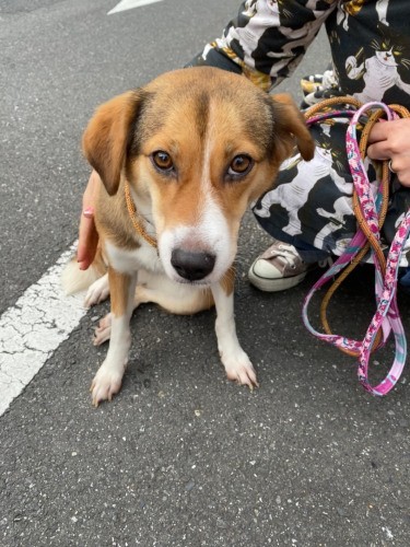 ４月17日、ボランティア宅ではじめて会った時。ちょっと警戒？（甲田さん提供）