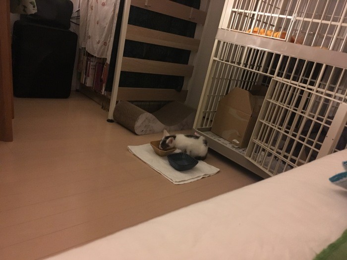 引き取った当時は、近づくと逃げてしまうため遠くから撮影していた（花田さん提供）