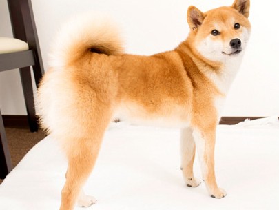 柴犬など日本犬のしつけ　禁止より一緒に楽しむ工夫を