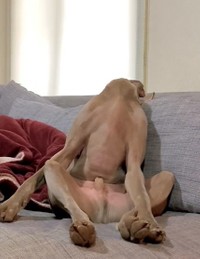 後ろに寝落ち！？（「ルピロア ワイマラナー」さん提供、Twitterよりキャプチャ撮影）