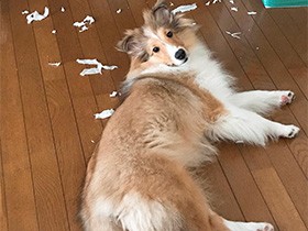 派手に遊んだね　シェットランド・シープドッグの「さくら」