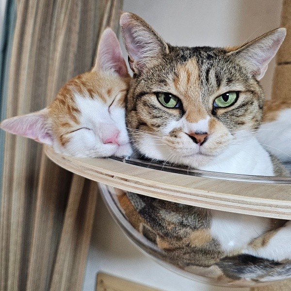 先住猫・ももちゃんとハンモックに入ってくつろぐ爽太くん（画像提供：かまねこさん）