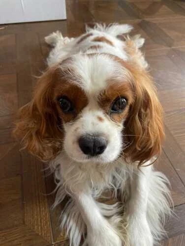 家にきたころの「マハロ」