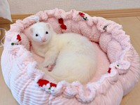 「他の子を抱っこしないで」 すねてしまうことがあったウユちゃん（画像提供：ウユちゃんさん）