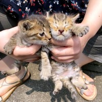 保護当時のこてつくん（左）とこむぎくん（右）（画像提供：こころのねこさん）