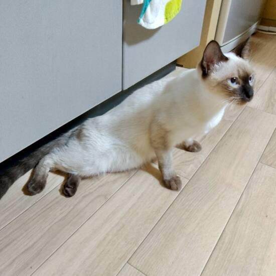 凛ちゃんは保護後に後ろ脚が立たなくなり、脳神経の獣医師を受診すると背骨に膿が溜まっていたことが判明。その後、歩けるようになったが耳を掻いたりはできない。結局、家の子になった（亜紀さん提供）