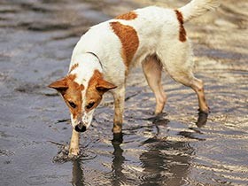 地震・台風…災害から愛犬を守るには　防災に役立つ記事５選