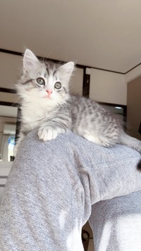 膝の上にも乗っかります（提供写真）