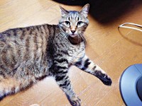 床上でゴロン！ 11歳になった正宗くん（画像提供：よしゅあさん）