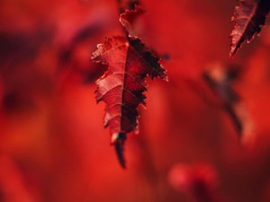 「母であること」と「母の子である」ことは、私の誇りであり呪いに