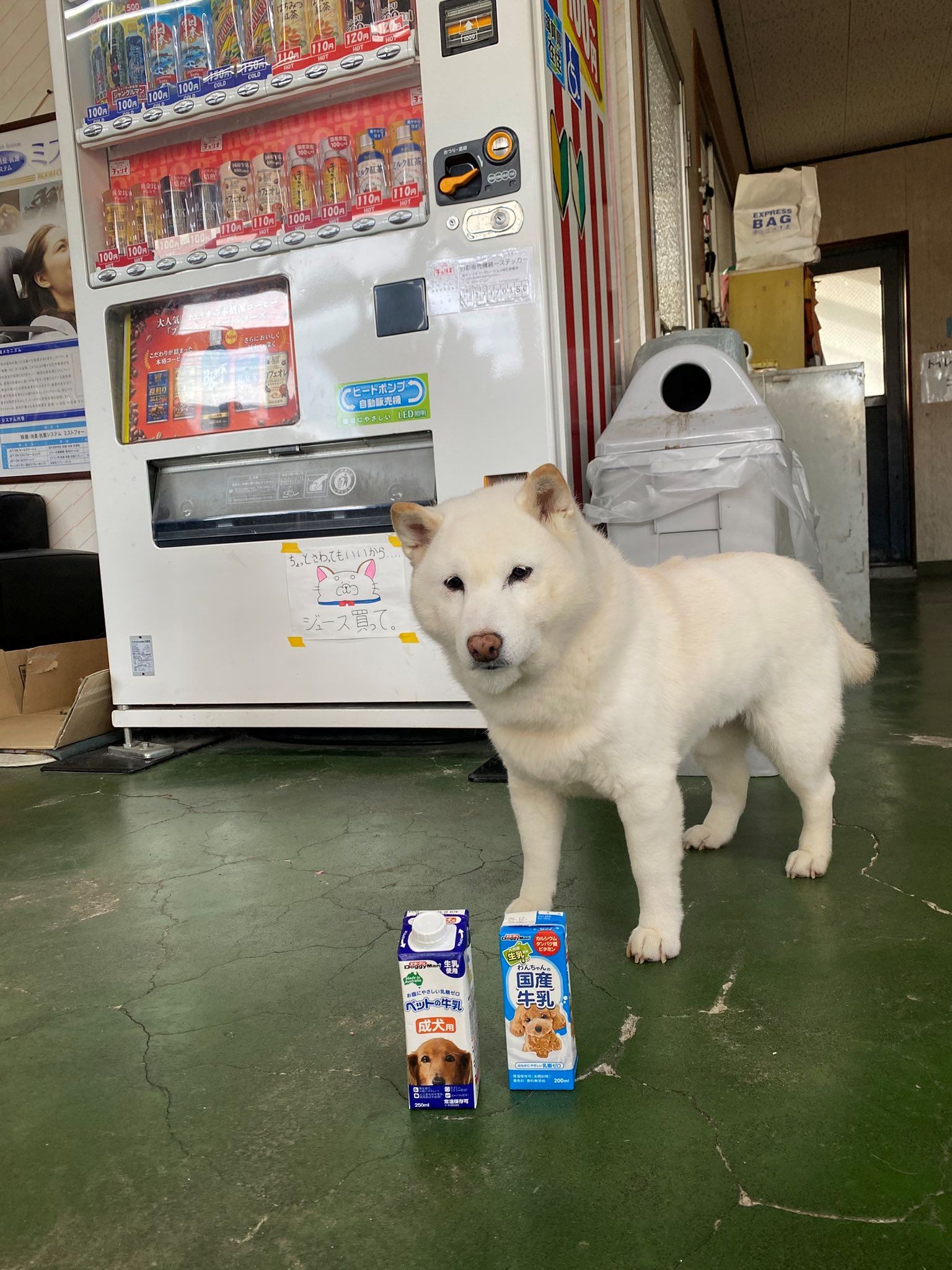 振り向くと顔が数字の10に！愛犬が見せた“奇跡の1枚”にネット民爆笑