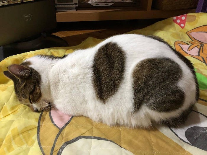 ミックス猫「心くん」。お尻の模様がハートのかたち！