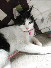 ハチワレワンレングス＝gatita_himawariさん提供