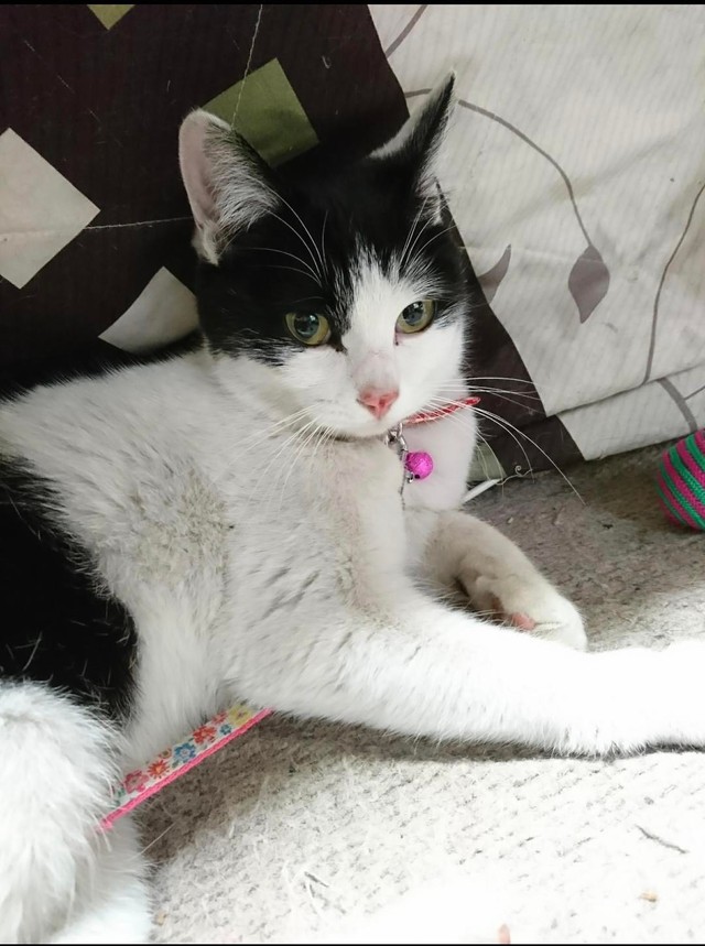 ハチワレワンレングス＝gatita_himawariさん提供