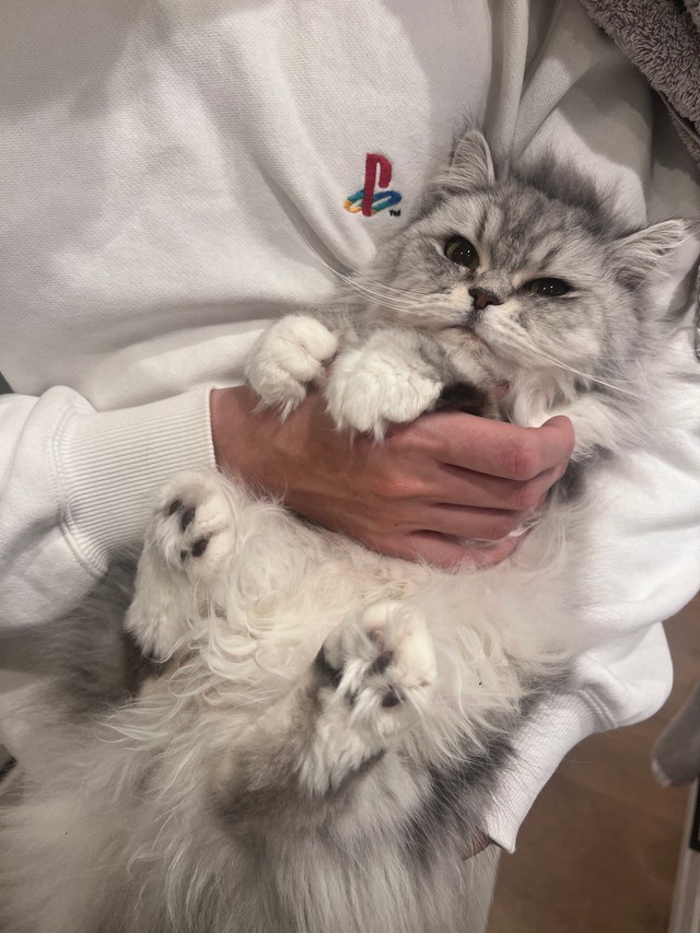 ツンデレ女帝のこゆきちゃん