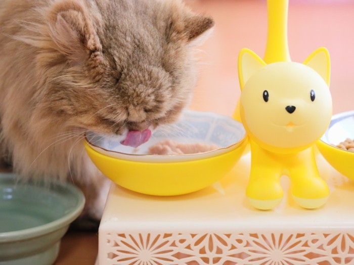 20歳をすぎて食べたいのに、食べると消化不良などで具合が悪くなる事が増えたので、食べられるものを探すのが日々の課題だった（中尾亜希さん提供）