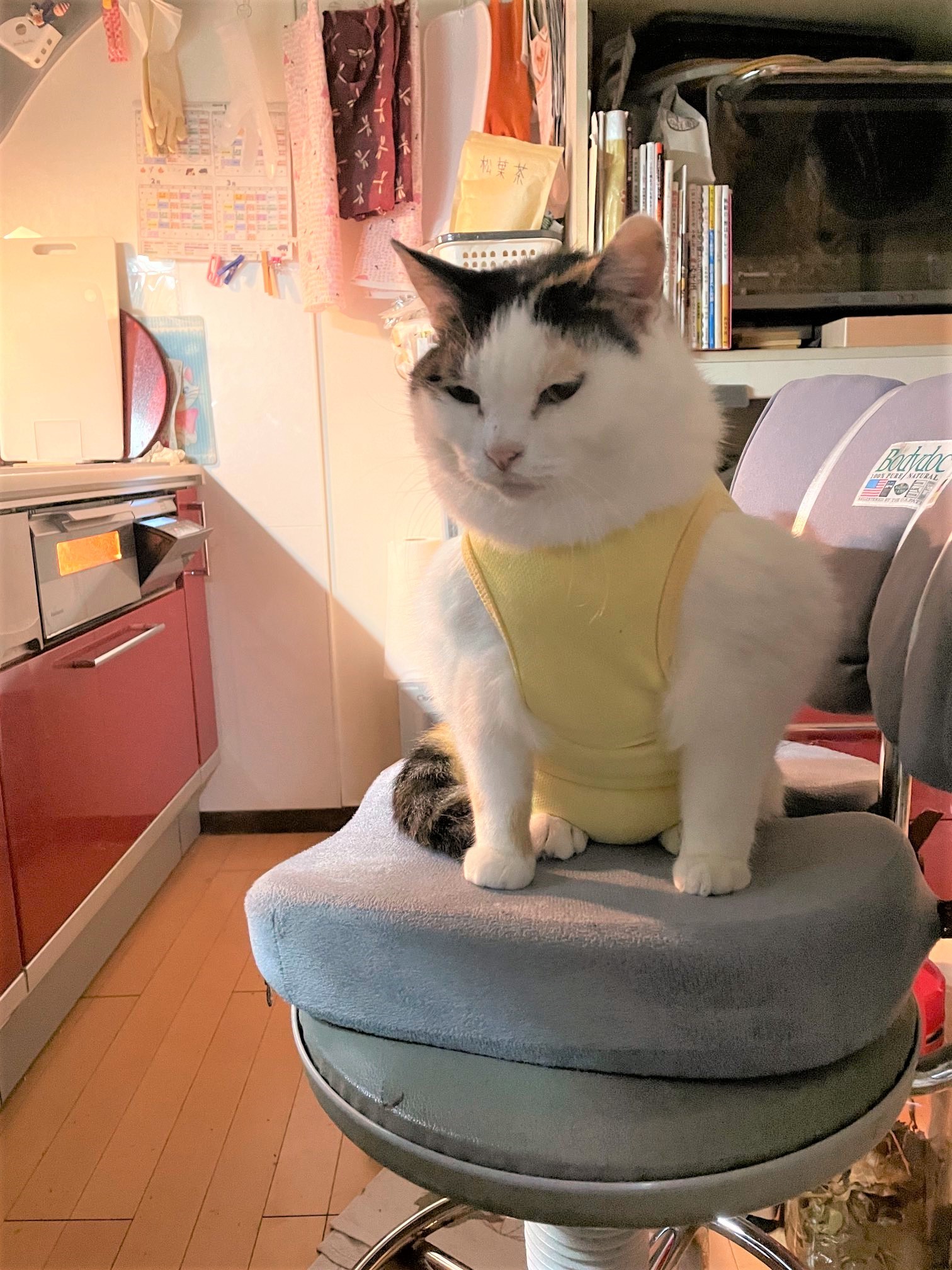 筋肉 ムキムキすぎる猫 その正体ははみ出たフサフサの毛だった ほ とせなnews 筋肉 ムキムキすぎる猫 その正体ははみ出たフサフサの毛だった ほ とせなnews