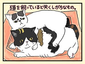 猫らのチョイスは永遠のナゾ　やっぱ、猫じゃけぇ(34)