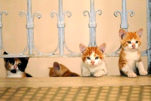 『猫が教えてくれたこと』　｢同志たち｣が行き交う街で