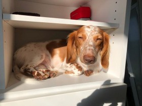 Stay Home！ ひなたぼっこも◎ ダックス「マックス」