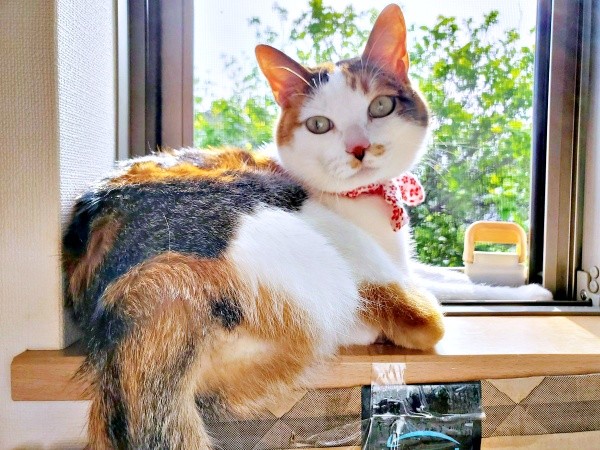 ママが夢で見た三毛猫とそっくりだった桜ちゃん（画像提供：恵美子with三毛猫桜 時々旦那さん）