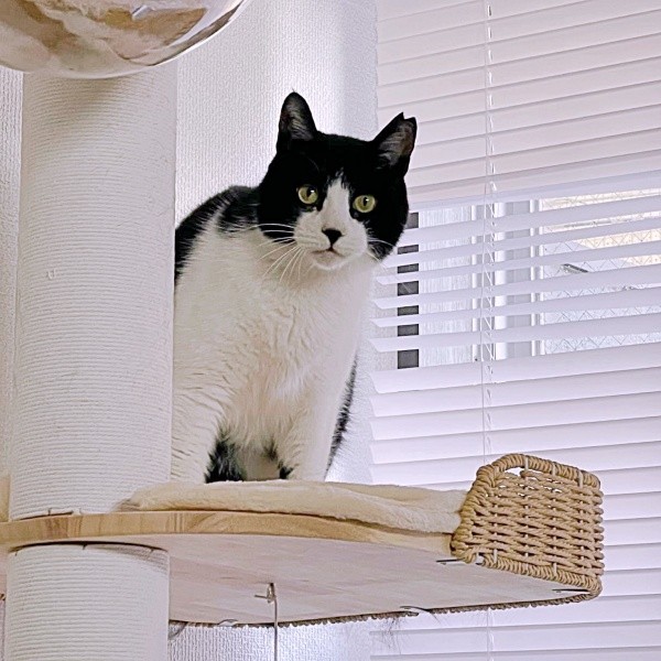 キャットタワーにのって飼い主さんを見つめるハッチャン（画像提供：ハッチャンさん）