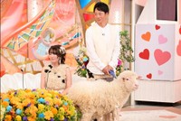 本物の羊が登場するサプライズ＝「新婚さんいらっしゃい！」ⓒABCテレビ
