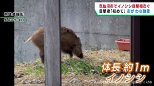 イノシシの目撃情報が相次ぐ　宮城・気仙沼市で市民が住宅から撮影