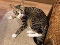 3歳を迎えたかつおちゃん。ゴールドの瞳が素敵（画像提供：ネムノキさん）