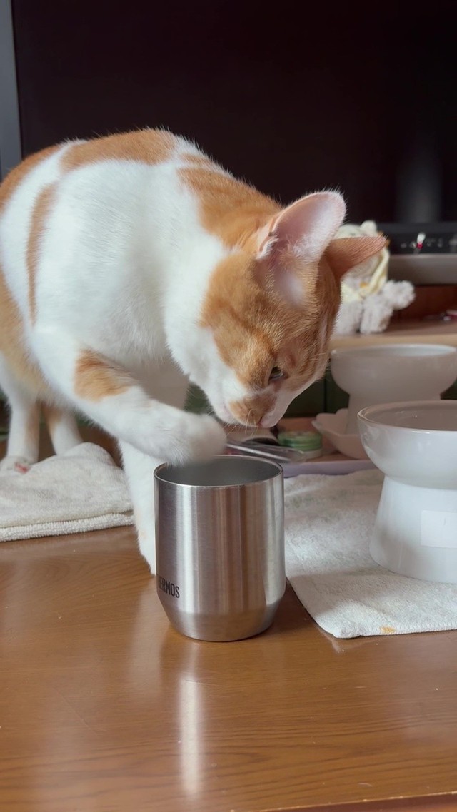 寝室の電気を付けて見ると、まさかの光景が…／保護猫のじん君さん（hogoeko_Jin）提供